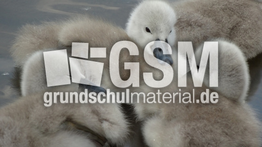 Schwanenküken (1).jpg